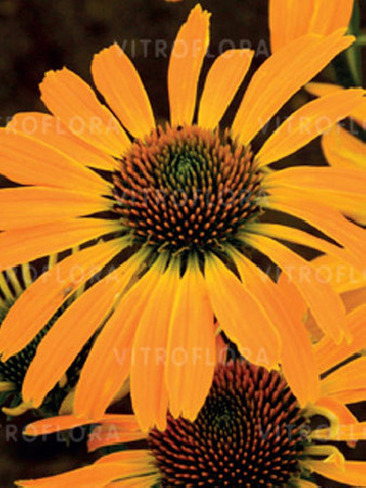 Jeżówka 'Golden Skipper' | Echinacea