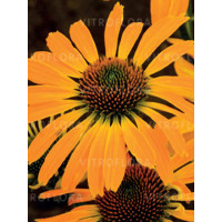 Jeżówka 'Golden Skipper' | Echinacea