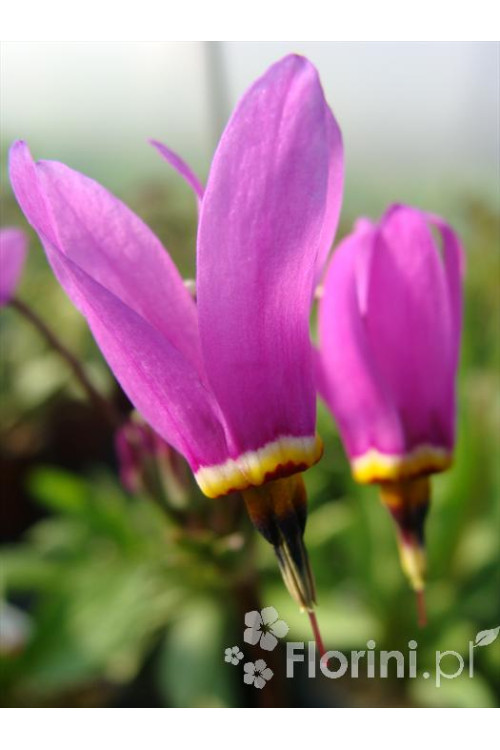 Bożykwiat Meada 'Rote Farbe' | Dodecatheon meadia