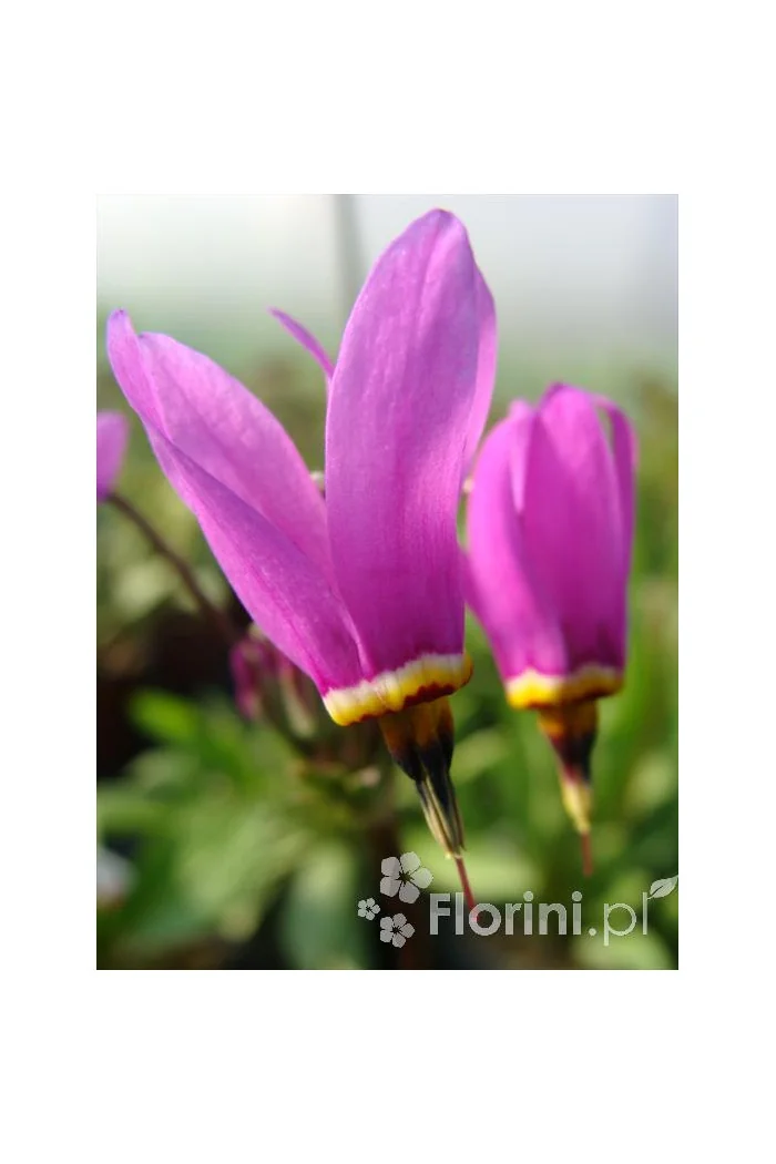 Bożykwiat Meada 'Rote Farbe' | Dodecatheon meadia