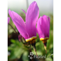 Bożykwiat Meada 'Rote Farbe' | Dodecatheon meadia
