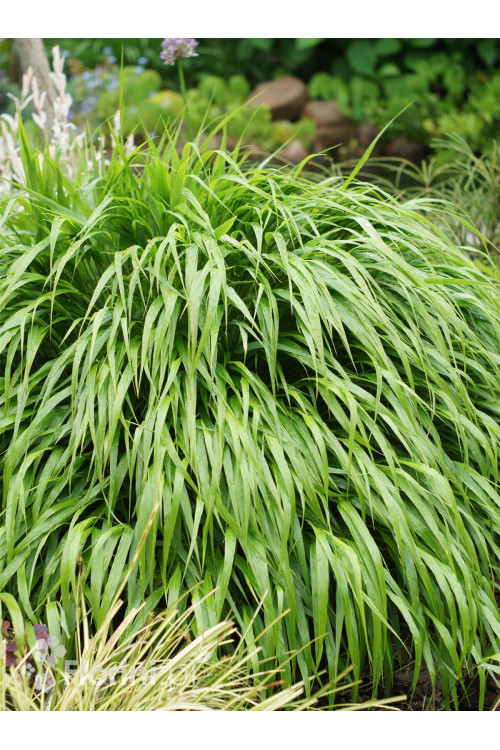 Hakonechloa smukła 'Greenhills' | Hakonechloa macra