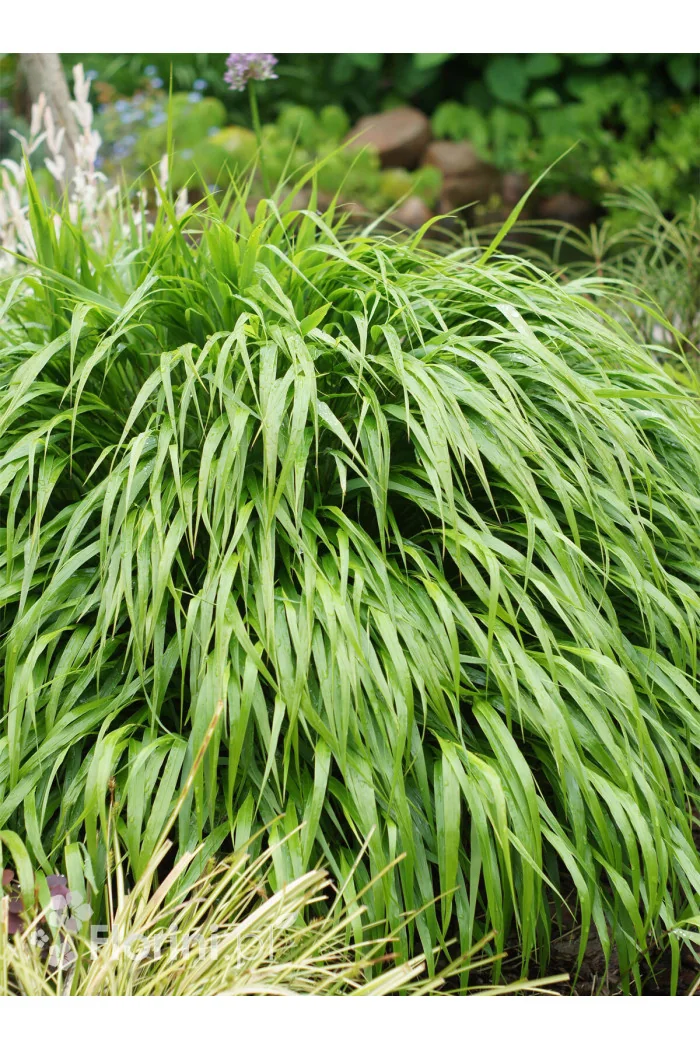 Hakonechloa smukła 'Greenhills' | Hakonechloa macra