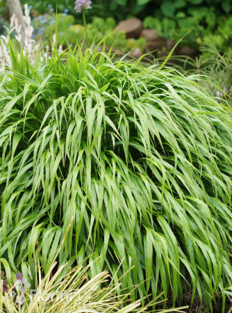 Hakonechloa smukła 'Greenhills' | Hakonechloa macra