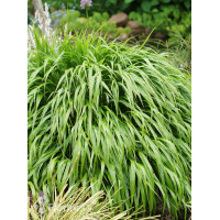 Hakonechloa smukła 'Greenhills' | Hakonechloa macra