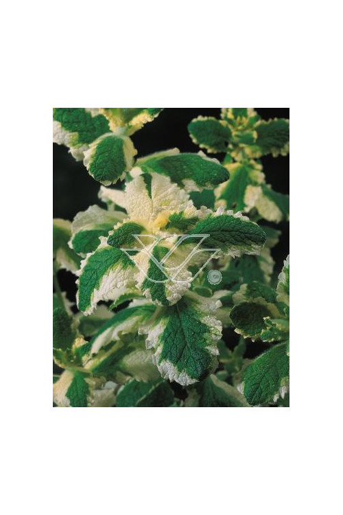 Mięta wonna 'Variegata' Mentha suaveolens