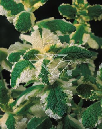 Mięta wonna 'Variegata' Mentha suaveolens