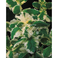Mięta wonna 'Variegata' Mentha suaveolens