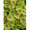 Żuraweczka (Żurawka) 'Fire Frost' Heucherella