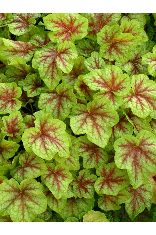 Żuraweczka (Żurawka) 'Fire Frost' Heucherella
