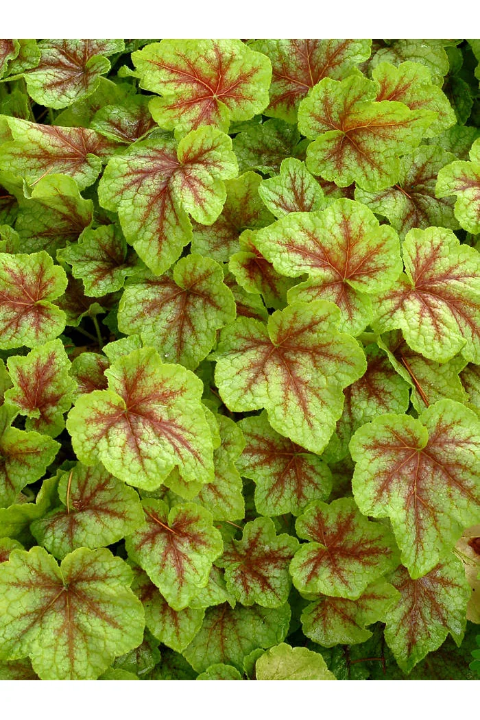 Żuraweczka (Żurawka) 'Fire Frost' Heucherella