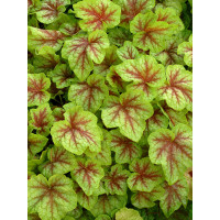 Żuraweczka (Żurawka) 'Fire Frost' Heucherella