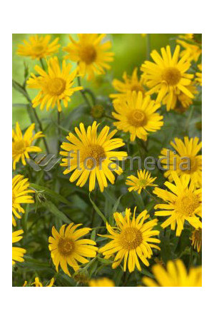 Kołotocznik wierzbolistny 'Alpengold' Buphthalmum salicifolium