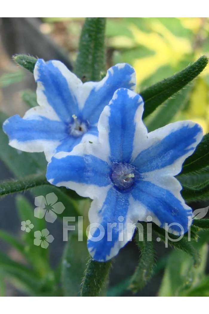 Litodora 'Blue Star' Lithodora diffusa
