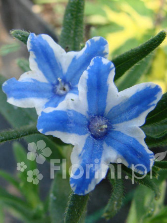 Litodora 'Blue Star' Lithodora diffusa