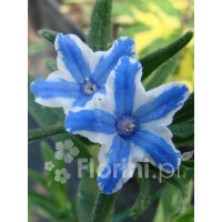 Litodora 'Blue Star' Lithodora diffusa