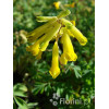 Kokorycz złocista Corydalis lutea