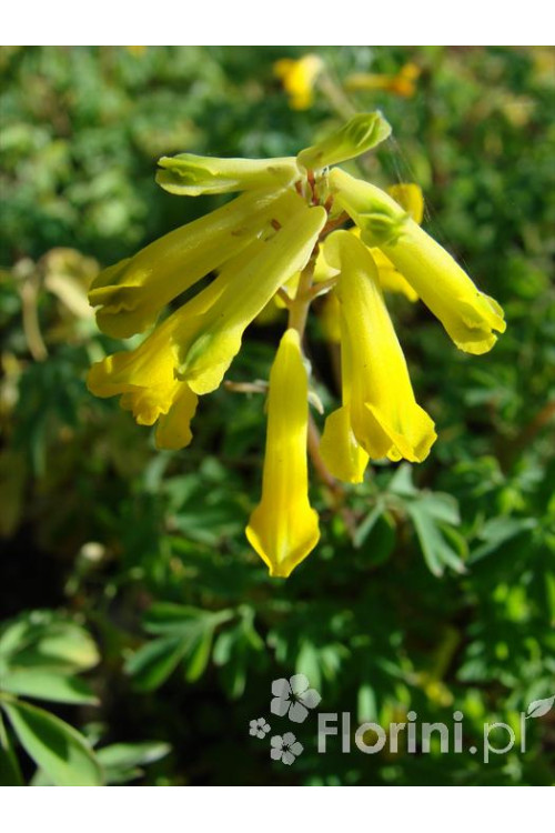 Kokorycz złocista Corydalis lutea