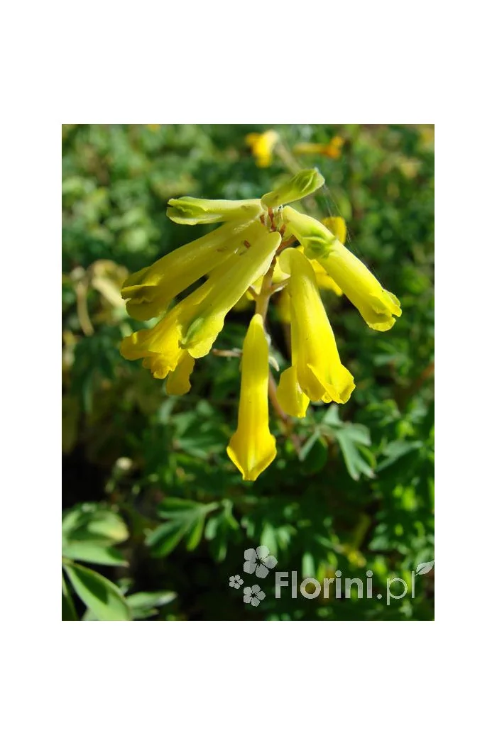 Kokorycz złocista Corydalis lutea
