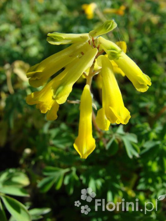 Kokorycz złocista Corydalis lutea