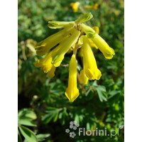 Kokorycz złocista Corydalis lutea