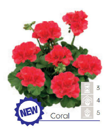 Pelargonia Calioppe 'Coral'