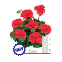 Pelargonia Calioppe 'Coral'