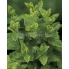 Mięta marokańska | Mentha spcata 'Moroccan'