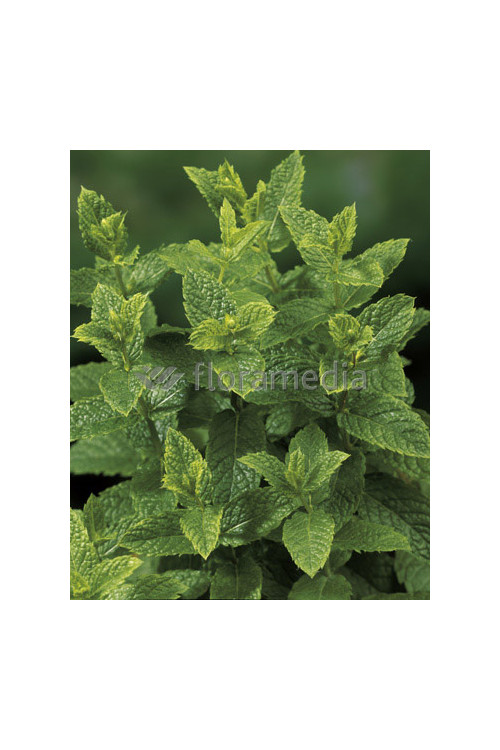 Mięta marokańska | Mentha spcata 'Moroccan'