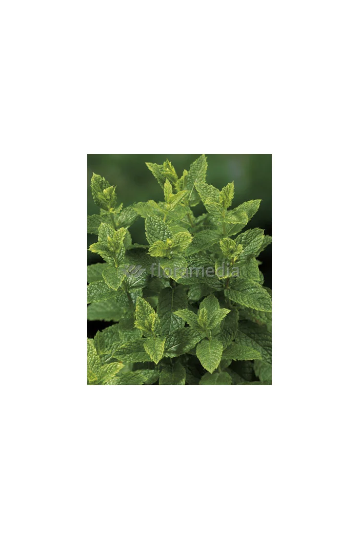 Mięta marokańska | Mentha spcata 'Moroccan'