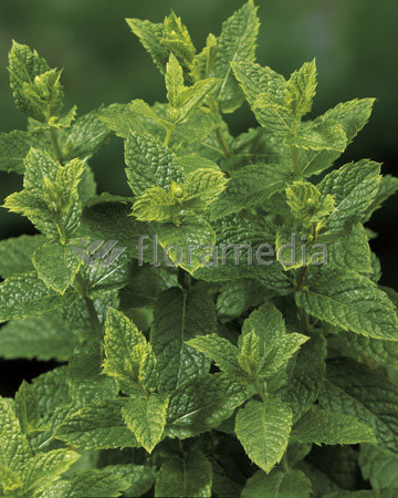 Mięta marokańska | Mentha spcata 'Moroccan'