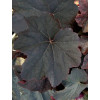 Żurawka 'New Mocha' Heuchera