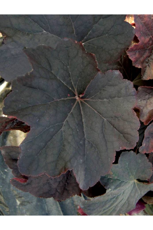 Żurawka 'New Mocha' Heuchera