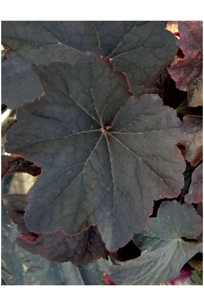 Żurawka 'New Mocha' Heuchera