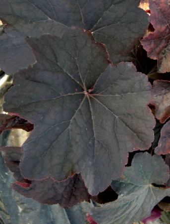 Żurawka 'New Mocha' Heuchera