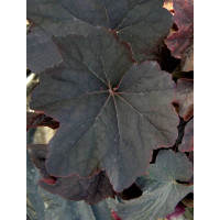 Żurawka 'New Mocha' Heuchera