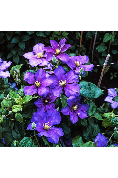 Powojnik 'Generał Sikorski' | Clematis