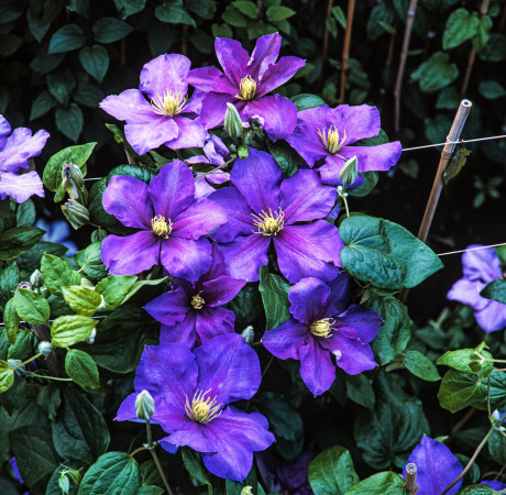 Powojnik 'Generał Sikorski' | Clematis