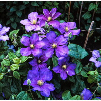 Powojnik 'Generał Sikorski' | Clematis