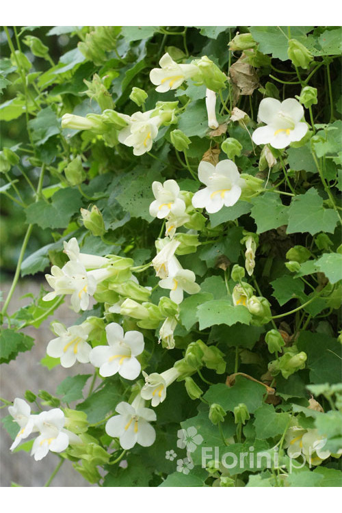 Lofos biały | Lophospermum erubescens