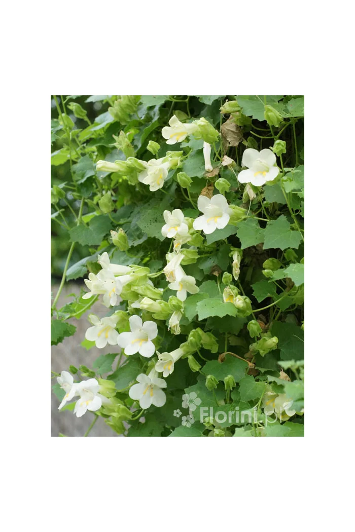 Lofos biały | Lophospermum erubescens