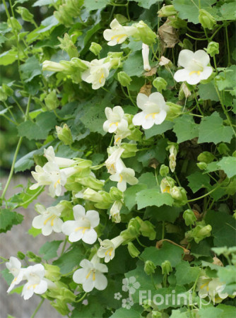 Lofos biały | Lophospermum erubescens