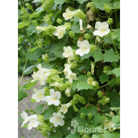 Lofos biały | Lophospermum erubescens