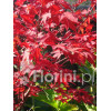 Klon palmowy 'Atropurpureum'| Acer palmatum