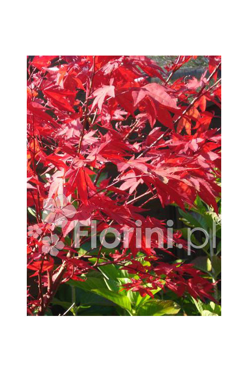 Klon palmowy 'Atropurpureum'| Acer palmatum