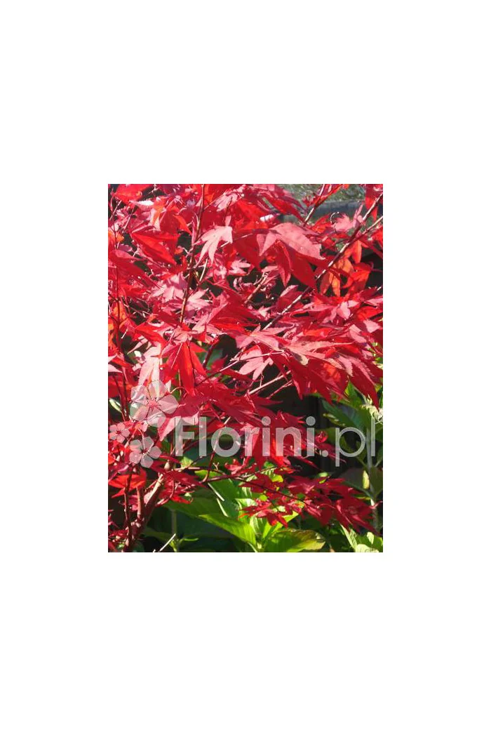 Klon palmowy 'Atropurpureum'| Acer palmatum