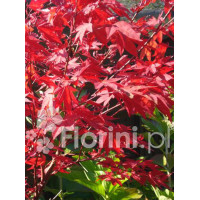 Klon palmowy 'Atropurpureum'| Acer palmatum