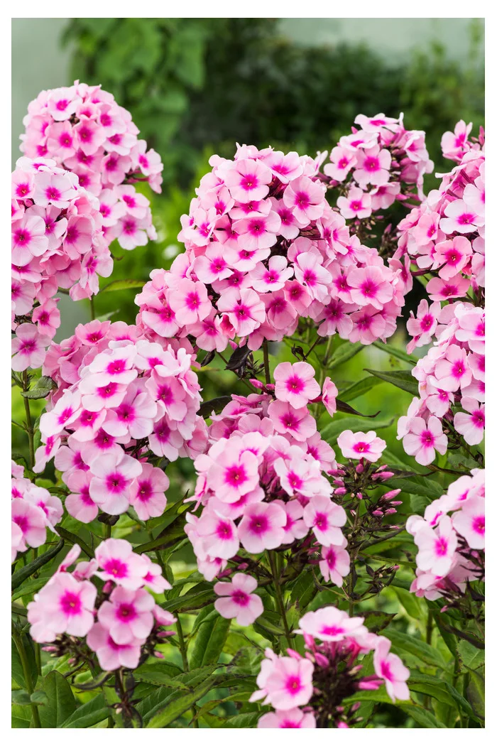 Floks wiechowaty 'Alexandra' | Phlox panniculata