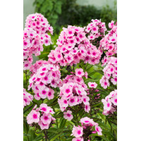 Floks wiechowaty 'Alexandra' | Phlox panniculata