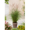 Miskant chiński 'Kleine Fontane' | Miscanthus sinensis